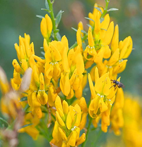 Färberginster 30-40cm - Genista tinctoria - lebende Gartenpflanze aus den Baumschulen