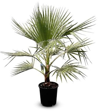 Sunny Tree - Palme - Washingtonia Robusta - 140-160 zentimeter inklusif topf - Mexikanische Fächerpalme