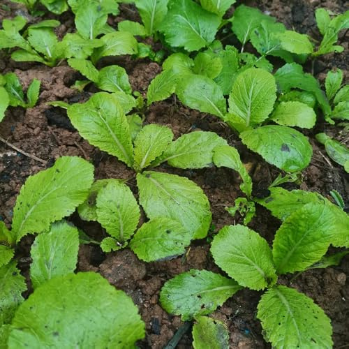 Semillas de mostaza para de mostaza, Brassica juncea, Comprar de invierno. antiguas variedades 200pcs