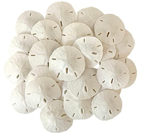 Tumbler Home White Sand Dollars 2 to 2.25 Set of 12 - Wedding Seashell Craft Sand Dollars- Hand Picked and Professionally Packed
