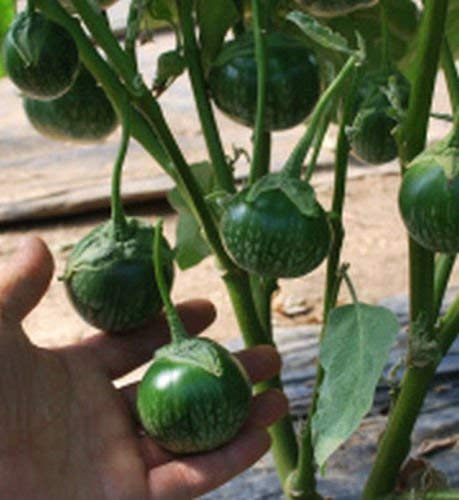 Graines D'Aubergine Thaï Petch Siam Graines D'Aubergine Thaï Rondes Vertes