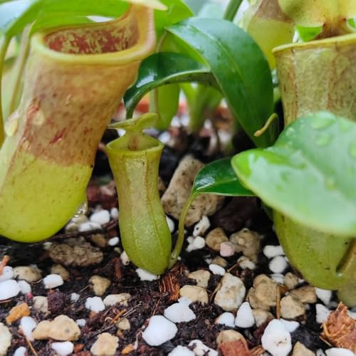 Nepenthes-kannenpflanze, alte sorten garten balkonpflanzen nachhaltige produkte seltene fleischfressende grünpflanzen kräutergarten 50Samen