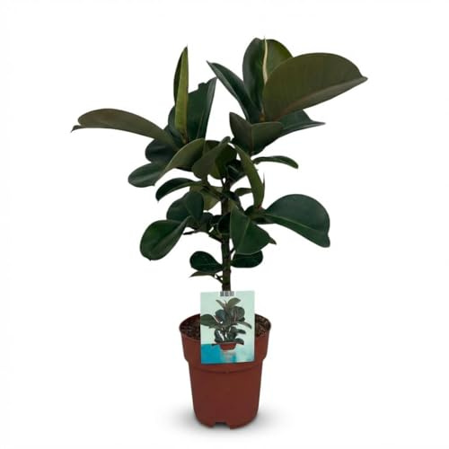 Pianta di gomma - Ficus Elastica Cloe - Verde - Bassa manutenzione - 55-65cm - Ø19cm - Pianta d'appartamento - Sempreverde