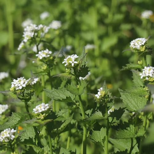 semillas de mostaza ajo jardín decoración invernadero resistentes 300pcs