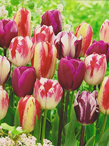 50 Tulpenzwiebeln Mehrfarbiger Tulpen Mix Blumenzwiebeln