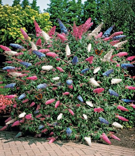 BALDUR Garten Sommer-Flieder Papillion Tricolor,2 Pflanzen, Blüten in 3 Farben, duftend, ausgewachsen bis zu 3m hoch, bienen- & schmetterlingsfreundlich sowie trockenresistent