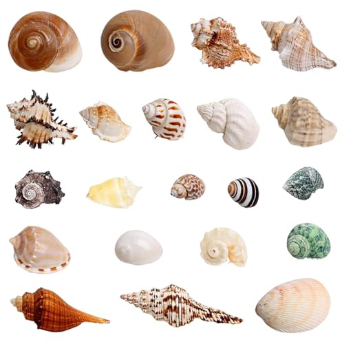 TenaLucy 21 Pièces Coquillages Mixtes Coquillages Marins, 3-9 CM Deco Aquarium, Naturels Coquille Saint Jacques Vide, Pas Perforé Coquillage Decoration pour Sac de Fête DIY Lampe Coquillage Paillettes