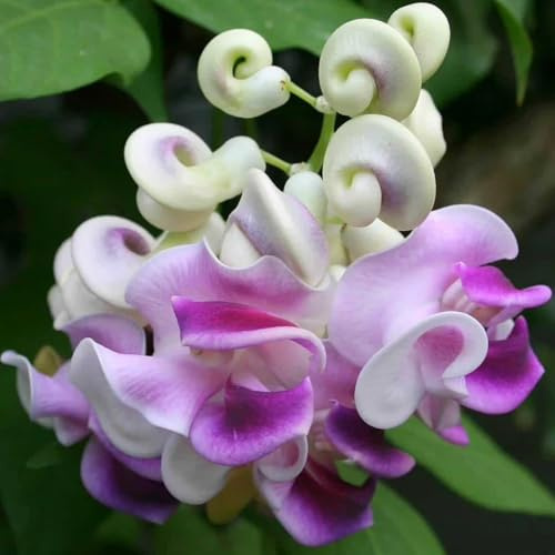 semillas de frijol caracol - lugares soleados de balcón primavera decoración jardín interior mariposa trepadoras colgantes en 100pcs
