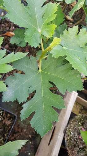 Ficus johannis subsp. afghanistanica/Figuier afghan/Conteneur de 1 à 1.9 litres