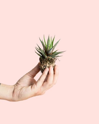 Haworthia Big Band | Mini Planta Natural Interior | Pur Plant