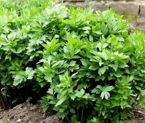 1 Pack of 400 SEEEDS Lovage - Levisticum officinale