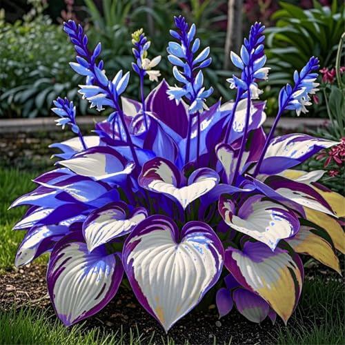 Premium Brillant Rhizome de Hosta/Funkien vivace résistant à l’hiver - Garden Stakes Hosta - Parfait pour les bordures - facile à entretenir, chefs-d’œuvre élégants de la saison - 4 Rhizomes - G