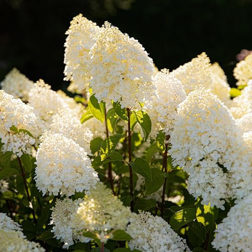 Hortensien Winterhart Paniculata Sugar Rush (3 Pflanzen) - Hydrangea pflanzen aus Holland - Echte Garten Hortensie (kein Samen, Kunstblumen und nicht künstlich) - Mehrjährig Balkonpflanzen
