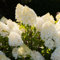 Sugar Rush (2 piante) Hardy Hydrangea Paniculata, vere piante di ortensia da giardino provenienti dall'Olanda (senza semi, senza fiori artificiali e senza artificiali), perenne per vasi e balconi