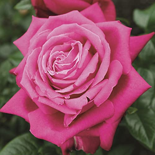 Vivai le Georgiche - Pianta vera di Rosa Senteur Royale sin. Birthday Boy, Tan97607 - vaso 6 Litri - Quadrato