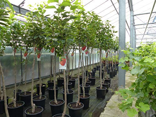 gruenwaren jakubik Kaki Baum 160-180 cm Sorte 'Rojo Brilliante' Kakipflaume
