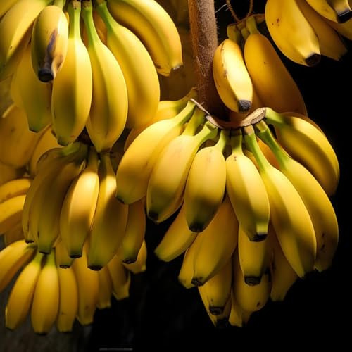 30 piezas semillas banano fresca, de jardín de rocas resistentes semillas plátano plátano resistente, columnar resistente orgánicas,