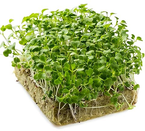 Organic Sprouting Seed Pak Choi Oriental Microgreens Seeds - 1500 Microgreen Seeds Aprx.