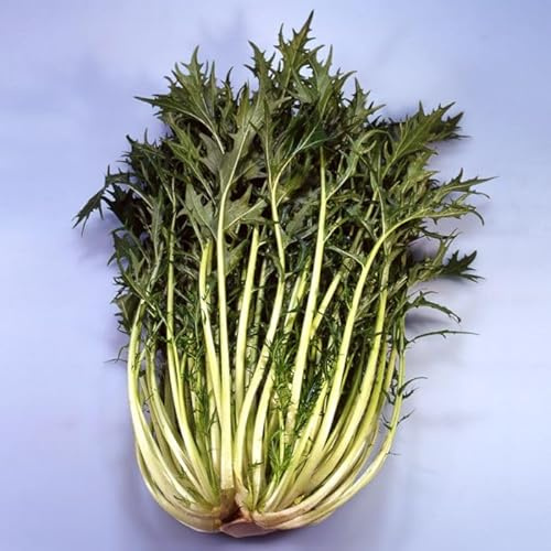 1000 Green Kyoto MIZUNA Seeds Mustard Greens, Non-GMO, Open Pollinated, US Grown Seed