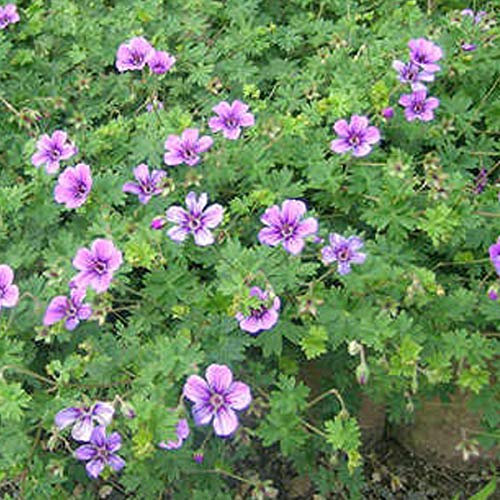 6 x Géranium vivace 'Brookside' - Geranium 'Brookside' - Godet 9x9cm - Fleurs bleues, compact, bordures