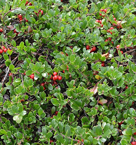 Europäische Bärentraube 20-25cm - Arctostaphylos uva-ursi