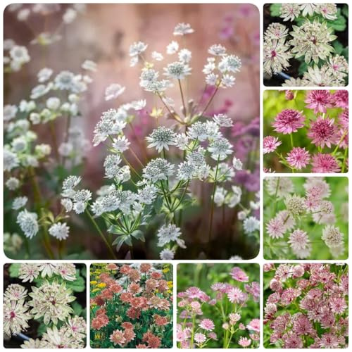 semi resistenti dell'ombrella stella, rare, decorazione del soggiorno di ombrella stellata, giardino, d'appartamento 100pcs