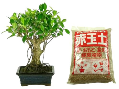 Verdecora Bonsái Ficus 5 años | En maceta de cerámica 15x10x5cm + Akadama 2L | Ficus Retusa | Planta Natural de Interior | Follaje Compacto y Elegante | Ideal para Decoración Zen y Regalo