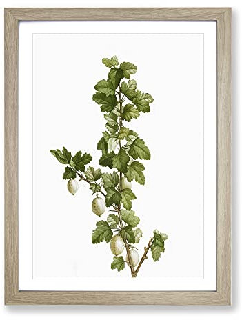 Gooseberry Bush By Pierre Joseph Redoute Vintage Framed Wall Art Print, Ready to Hang Picture for Living Room Bedroom Home Office Décor, Oak A4 (34 x 25 cm)