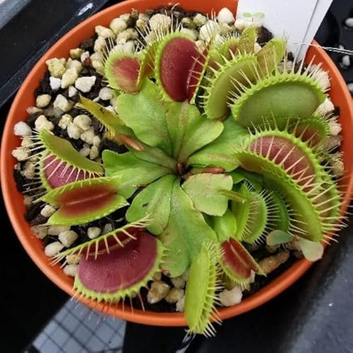 Nouveau frais 60pcs graines de plantes carnivores