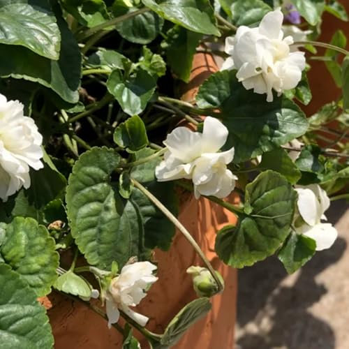 duftveilchen samen mehrjährig steingartenpflanzen winterhart gartenblumen duftveilchen pflanzen zimmerbonsai bonsai samen, kräutersamen wildblumensamen mehrjährig winterhart seltene 130pcs