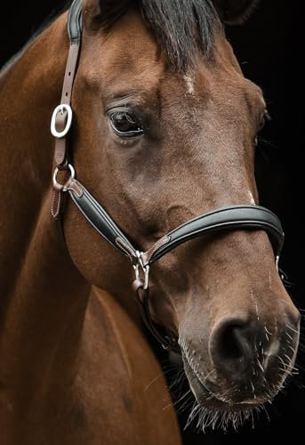 Tysons Breeches Don Lederhalfter BI Color Cognac Halfter Leder Rindsleder SUPER Soft Neck Braun Schwarz ergonomisch EDEL Superweich VB WB X Full (Vollblut)