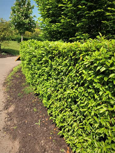 5 Portuguese Laurel Hedging Evergreen Plants Fast Growing Shrubs 30-40cm Potted Sunnyside Nurseries