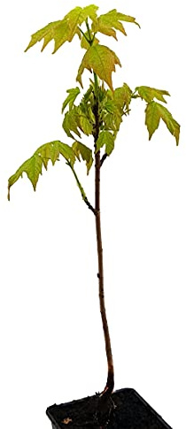 Seedeo® Zuckerahorn Pflanze ca. 20 cm - 30 cm hoch