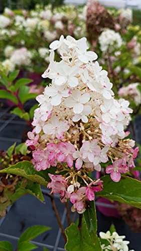 Hydrangea paniculata Vanille Fraise® 'Renhy' / Hortensia paniculé Vanille Fraise® 'Renhy' / Conteneur de 3 à 4 litres