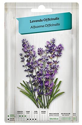 Semillas de Lavanda Común PREMIUM Semillas de Fácil Germinación