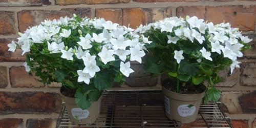 2 campanules blanches de 16 cm de haut x 25 cm de large campanule blanche