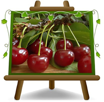 Cerise acidulée Montmorency Plante autofertile Fruits anciens Arbres fruitiers Hauteur : 150 ~ 170 cm Âge : 2 ans Vase : diamètre 20 cm