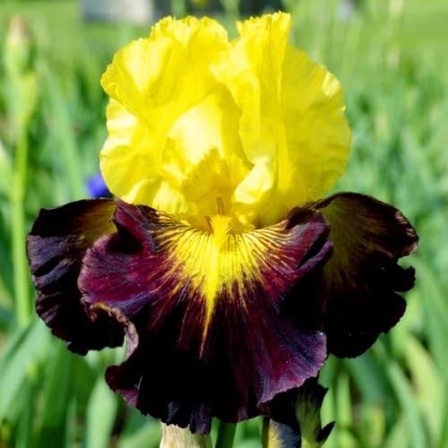 Compra iris tubérculo Resistente - Cebollas Perennes airis, Variante resistente para plantar-4Tubérculos-A