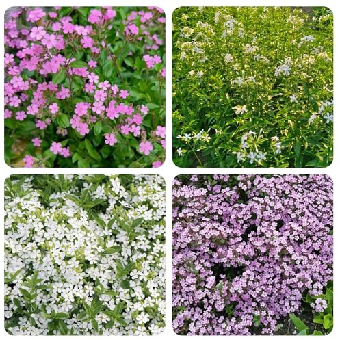 semillas de saponaria - interior jardín camas elevadas decorativas 400pcs