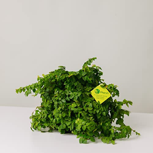 Plantì FICUS REPENS – Fico Rampicante Sempreverde, Pianta Vera da Esterno e da Appartamento, Ideale per Vaso grazie all’Andamento Cadente – Diametro Vaso 19 cm
