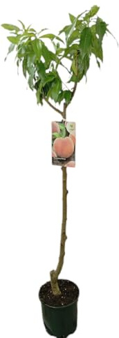 Garden Center Shop | Melocotonero Maruja M25 | Árbol Frutal Natural de Melocotón | Fruta Dulce y Jugosa | Planta Exterior para Huerto, Jardín o Terraza