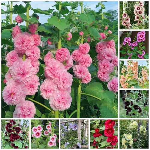 semi di malvarosa perenne - malvarosa, balcone, regali da giardino per le donne le di comprano, regali per gli amanti 550pcs