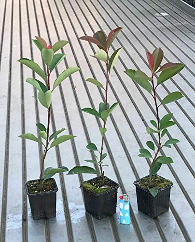 Fotinia Photinia x fraseri Red Robin 96 piante da siepe in vaso ø9 cm Vivaio di Castelletto