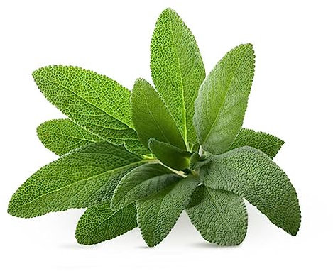 La zappa Graines de sauge plantes pour jardin et jardin culture domestique et professionnelle