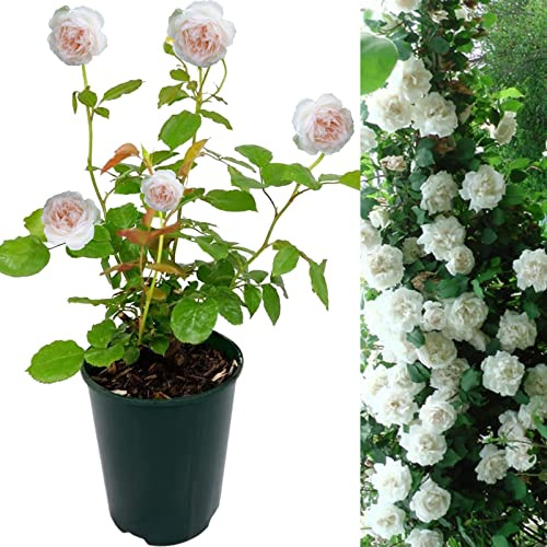 Rose Bush Madame Alfred Carriere - Floribunda White Rose Bush for The Garden in a 3Litre Pot (2)