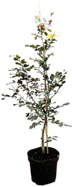 Fagus sylvatica 'Purpurea' 60–100 cm – Winterhart, Mehrjährig, Pflegeleicht – Blutbuche – Heckenpflanze für Garten & Sichtschutz