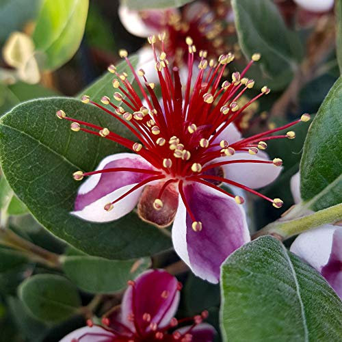YouGarden Pineapple Guava, ACCA Selloweana, Established Fruit Tree in 3 Litre Pot, Grow Your Own Edible Fruit, for Gardens or Patios, Hardy Feijoa Trees
