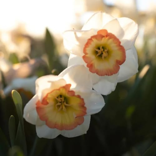 narcisi Bulbi diFiori resistenti all'invernoFioriper il balcone,piantein vaso,insoliti arredamento per ufficio,arredamento giardino esterni vasopiante,3Bulbo
