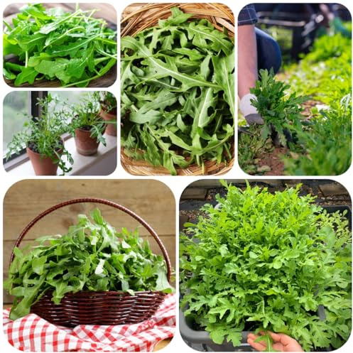 rucolasamen - rucola bonsai pflanzensamen bio gemüsesamen alte sorten hochbeete für garten hochbeet gemüsesaat nachhaltige geschenke wintergemüse anzucht kaufen exotische 650samen