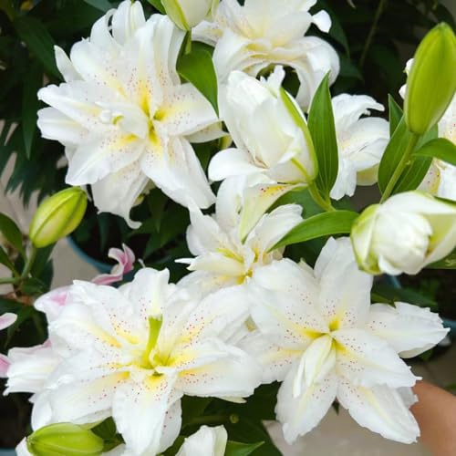 bulbi di giglio - d'appartamento esotiche giardino balcone 3pcs
